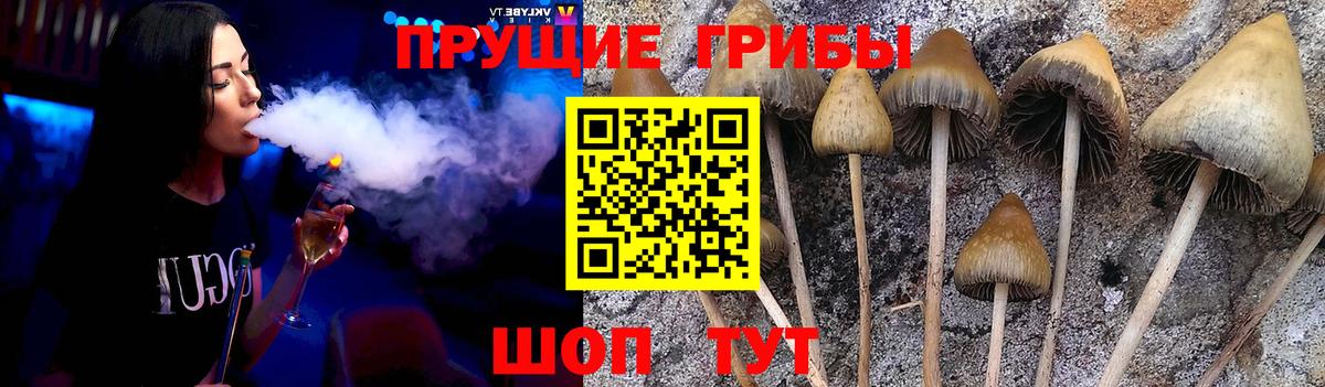 Ковров  Псилоцибиновые грибы Psilocybe  Вход с VPN 